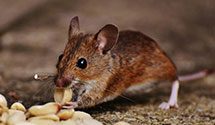 24 Hour & Emergency Exterminators in Grants Pass, OR